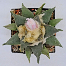 Kakteen – Kaktus – Ariocarpus retusus - perfekt