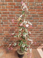 Kanadischer Judasbaum, Cercis Carolina Sweatheart (Höhe: 120-130 cm) + Dünger