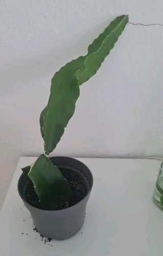 Pitahaya drachenfrucht kaktus - pitahaya,