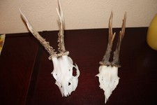 2 Rehbockgeweihe kleine