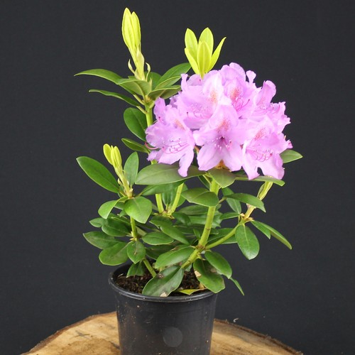 Rhododendron grandiflorum lila - grandiflorum,
