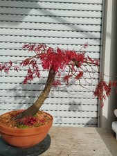 pre Bonsai - Fächerahorn, Acer Palmatum  Dissectum