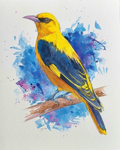 Original aquarell pirol - original, aquarell,