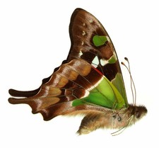 Lepidoptera papilionidae - lepidoptera,,