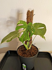 Monstera Thai Constellation