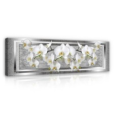 Orchidee blumen panorama - orchidee,