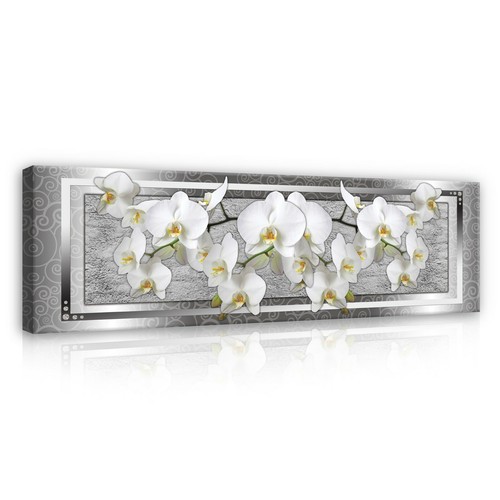 Orchidee blumen panorama - blumen,