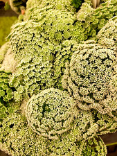 Ammei, Bischofskraut (Ammi visnaga), auch Zahnstocher-Knorpelmöhre