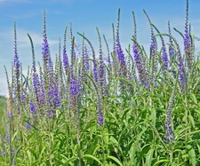 Samen vom EHRENPREIS - ein wunderschöner natürlicher Schneckenschutz im Garten