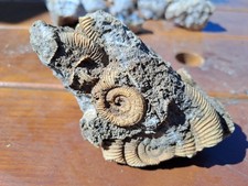 Ammonit Fossil Platte Franken