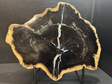 versteinertes holz scheibe
