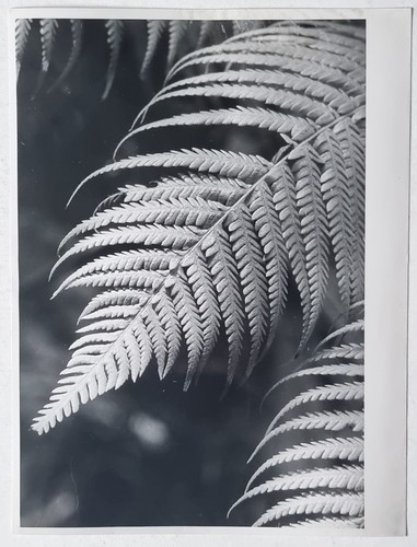 Vintage fotografie erich - vintage,