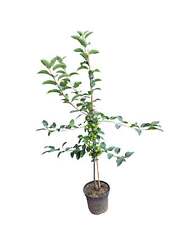 Zierapfel Malus domestica 'Red