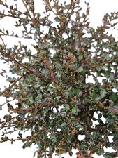 Ceanothus säckelblume blue - ",