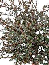 Ceanothus Säckelblume " Blue Sapphire "  Hochstamm immergrün 80 - 100 cm hoch