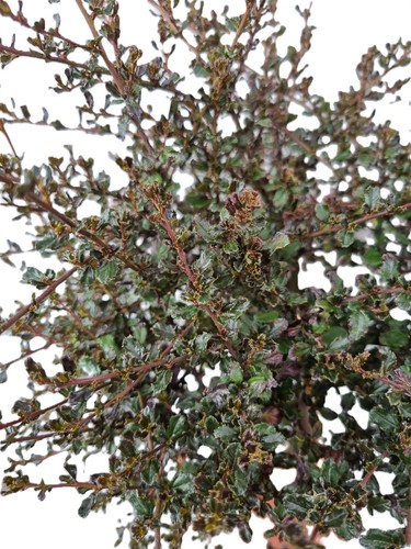 Ceanothus säckelblume blue - säckelblume, "