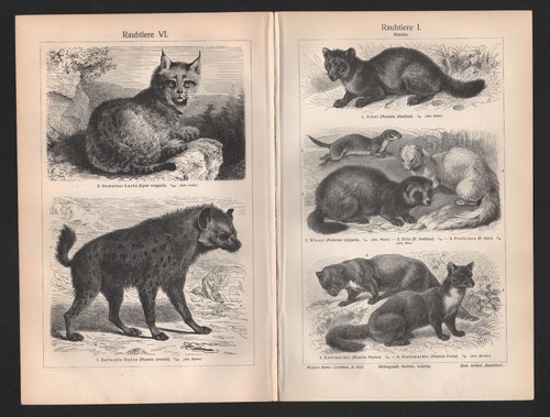 Lithografie 1908 raubtiere - lithografie, 1908:
