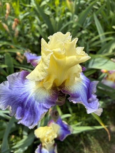 Schwertlilie iris bartiris - schwertlilie,,