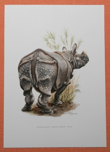 Panzernashorn rhinoceros - panzernashorn,