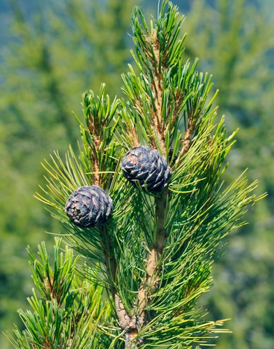 Zirbelkiefer pinus cembra - pinus,