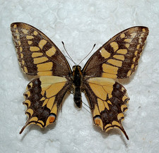 Papilio machaon f. aurantiaca