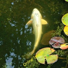Photo 6x4 Koi carp, Holme