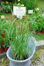 Teichpflanzen - 10,