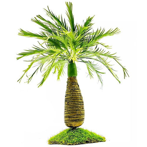 Flaschen palme höhe cm - -,