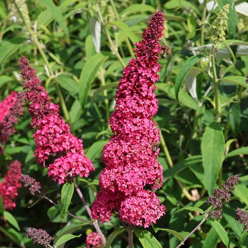 Sommerflieder prince - sommerflieder, 'prince