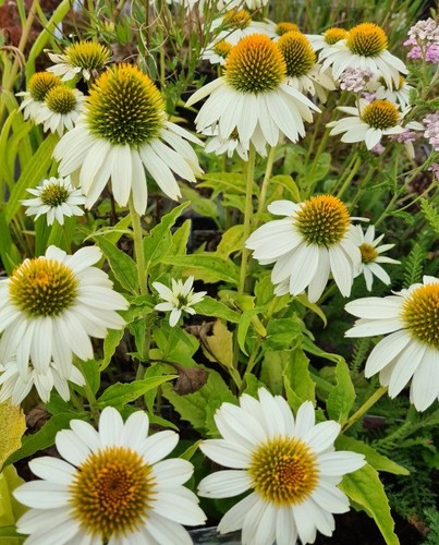 Echinacea purpurea powwow - purpurea,