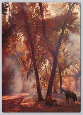 Postcard Circle Z Ranch