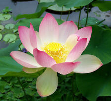 SAMEN LOTUS Nelumbo nucifera
