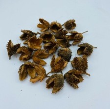 Bastelmaterial Bucheckern - 10er Set - Buche - Wald - Dekoration