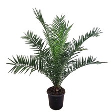 Phoenix canariensis