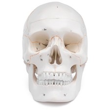 Schädel Anatomie Modell