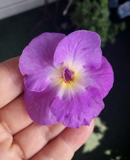 Achimenes(Schiefteller) BriD's Doris 3 Rhizome African Violet, Zimmer