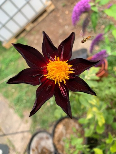 Dahlien - ,