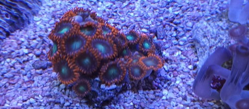 Meerwasser dekoration aquarium - meerwasser,