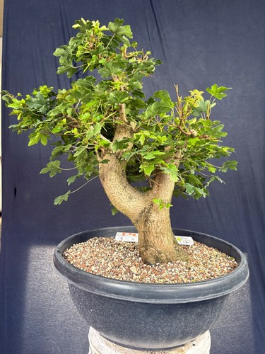 Feldahorn bonsai prebonsai - feldahorn,