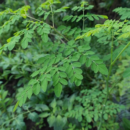 Moringa oleifera