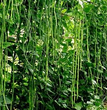 grüne Spargelbohne "Metro