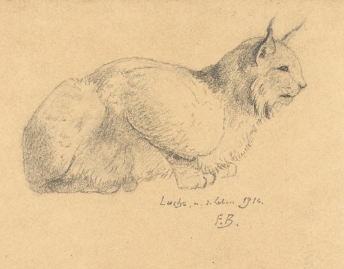 Fritz berger zeichnung luchs - berger,