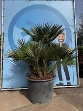 Palme - Zwergpalme - 170 cm-
