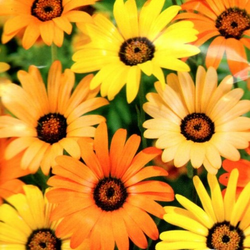 Kapkörbchen blumen mischung - blumen,