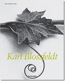 Karl blossfeldt von adam - karl,