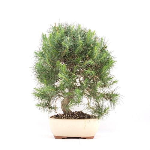 Bonsai aleppo kiefer pinus - bonsai, 'pinus