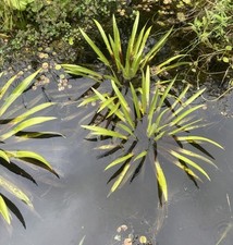 Krebsschere , Wasseraloe, Teichpflanzen , Schwimmpflanzen