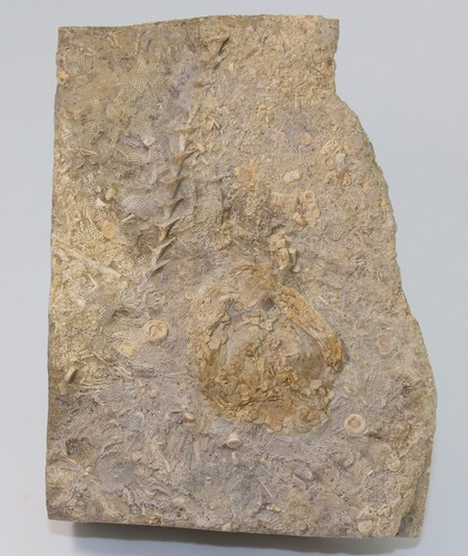 Isophorida hypsiclavus - isophorida,,