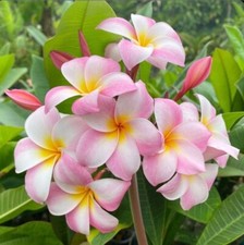 Sale1859 Hawaiiblume Plumeria