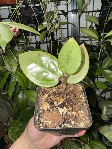 Hoya para silver super - hoya, sp